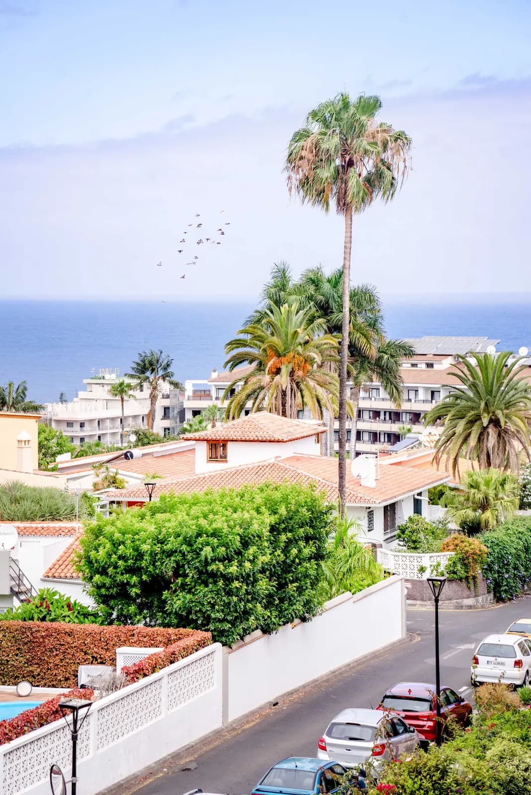 Case con tetti di tegole, giardini e alte palme in una strada residenziale di Puerto de la Cruz, con palazzine e l'Atlantico sullo sfondo