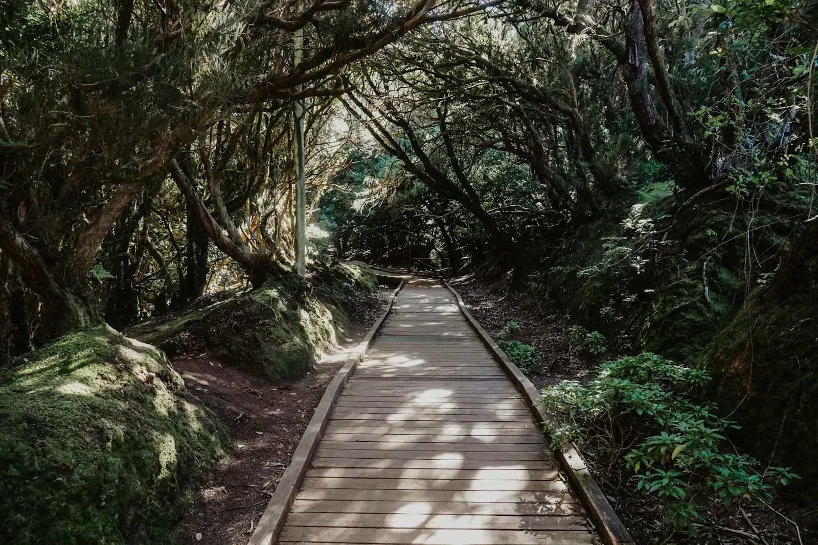 Passerella in legno nella laurisilva vicino a Cruz del Carmen, nel Parco Rurale di Anaga